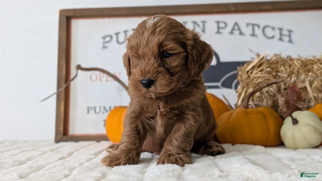 Mini Goldendoodle dogs for sale: Asher - Ad 2