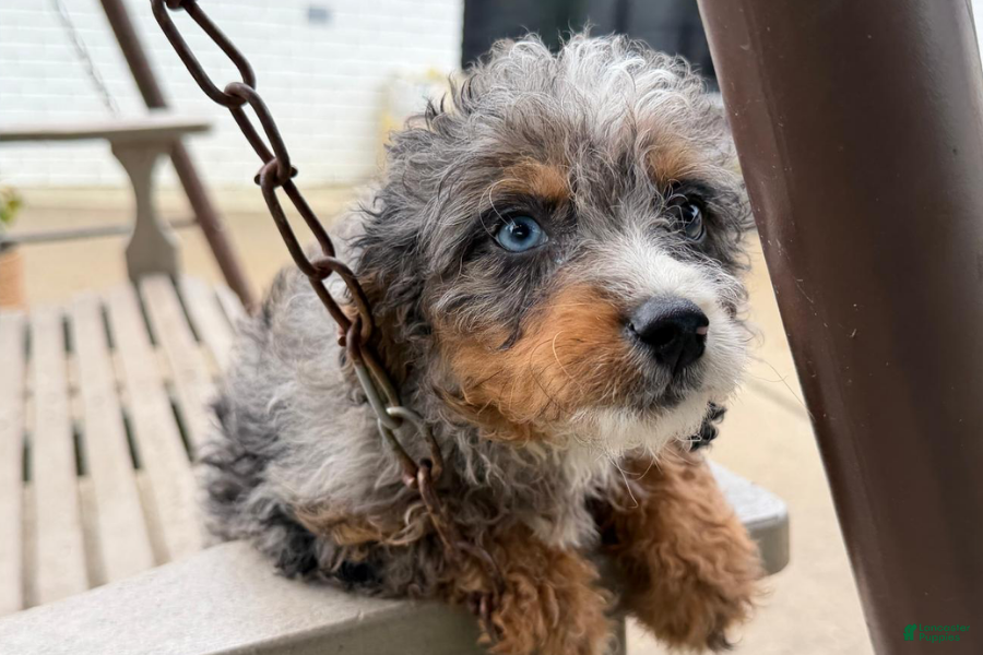 Mini Bernedoodle dogs Cherry - Ad 10