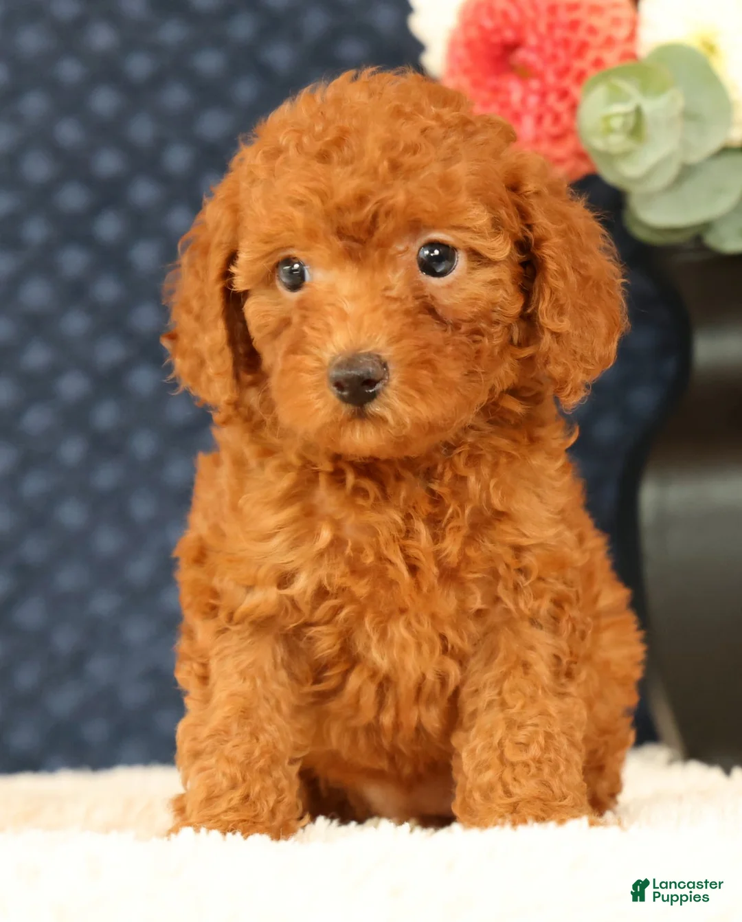 Havapoo dogs for sale: Debbie - Ad 1