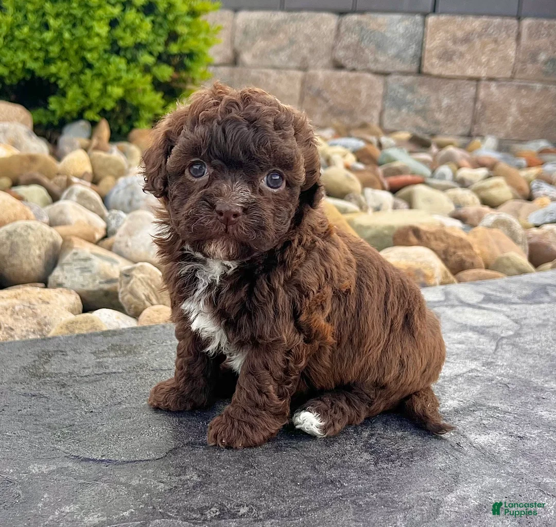 Havapoo dogs for sale: Molly - Ad 1