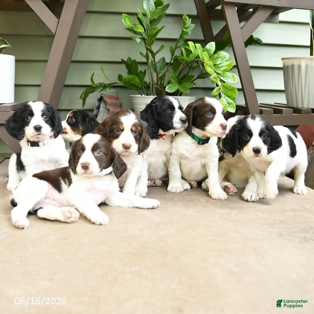 English Springer Spaniel dogs for sale: Destiny - Ad 5