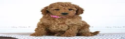 Mini Goldendoodle dogs for sale: Tiana - Ad 2