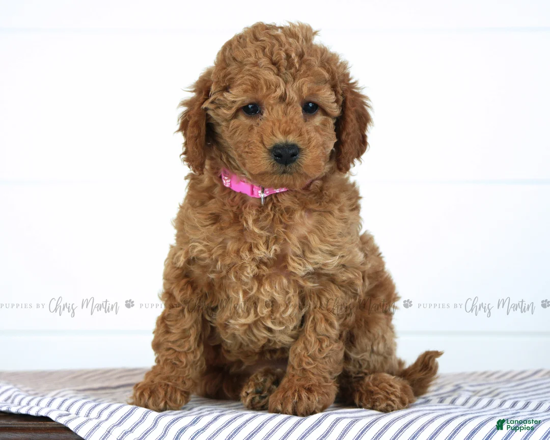 Mini Goldendoodle dogs for sale: Tiana - Ad 2