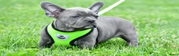 Mixed Breed dogs for sale: Freddy - Ad 5