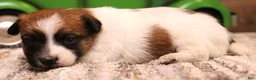 Jack Russell Terrier dogs for sale: Sawyer is white w/tri markings - Ad 4
