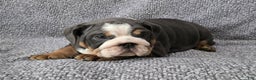 English Bulldog dogs for sale: Berry - Ad 6