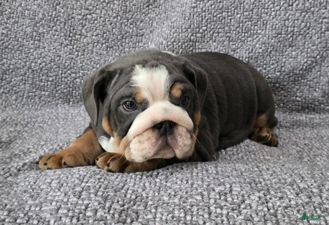 English Bulldog dogs for sale: Berry - Ad 6