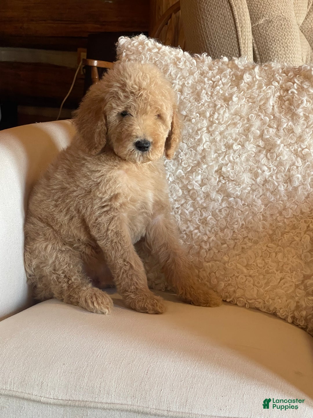Goldendoodle dogs for sale: “Moose” CKC Goldendoodle 🐶 parents dna/health tested clear - Ad 1