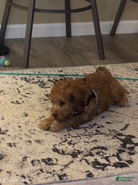 Cavapoo dogs Cavapoo Puppy 1 - Ad 38