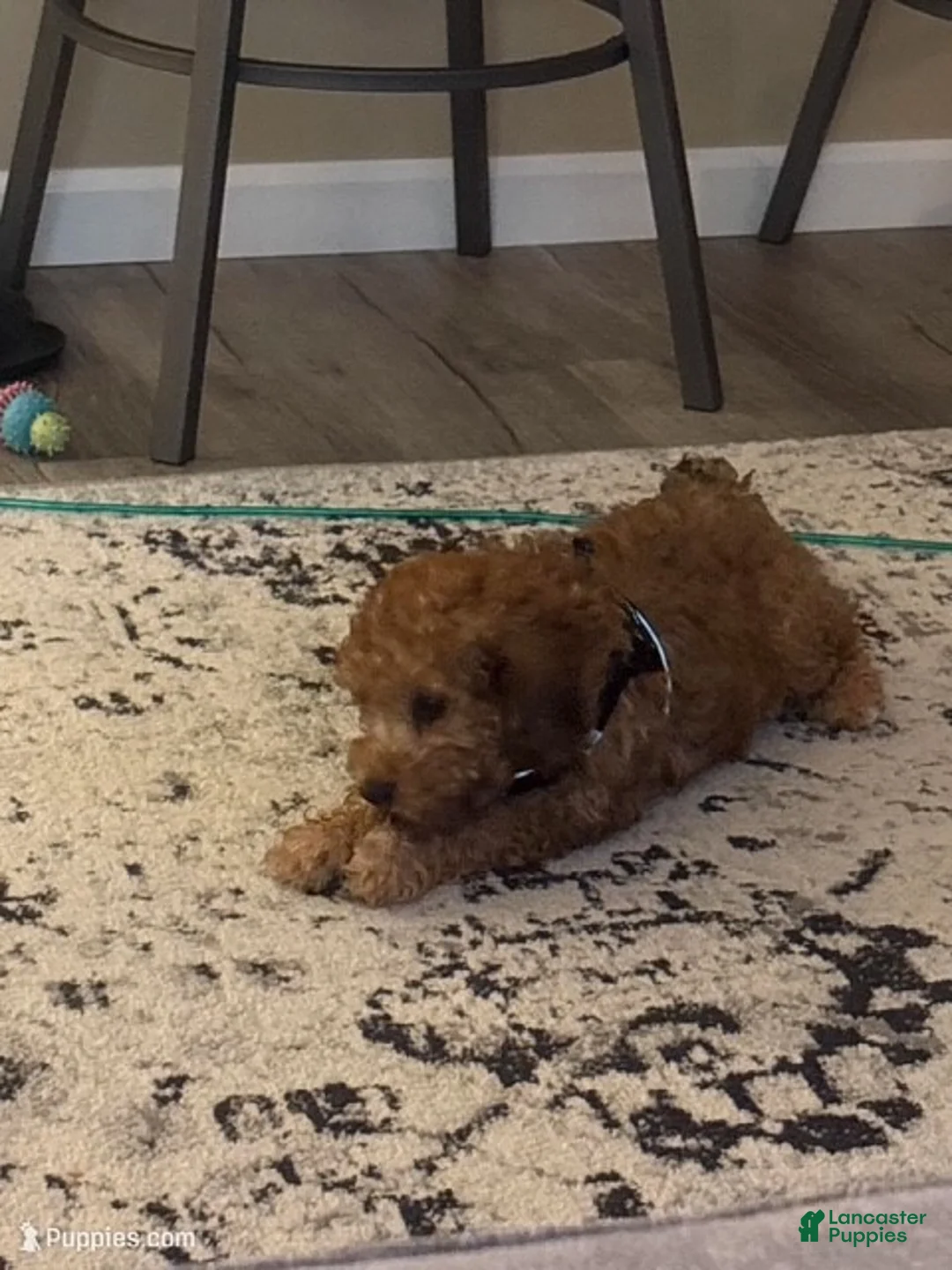 Cavapoo dogs for sale: Cavapoo Puppy 1 - Ad 1