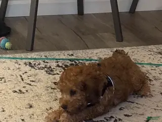 Cavapoo dogs Cavapoo Puppy 1 - Ad 38