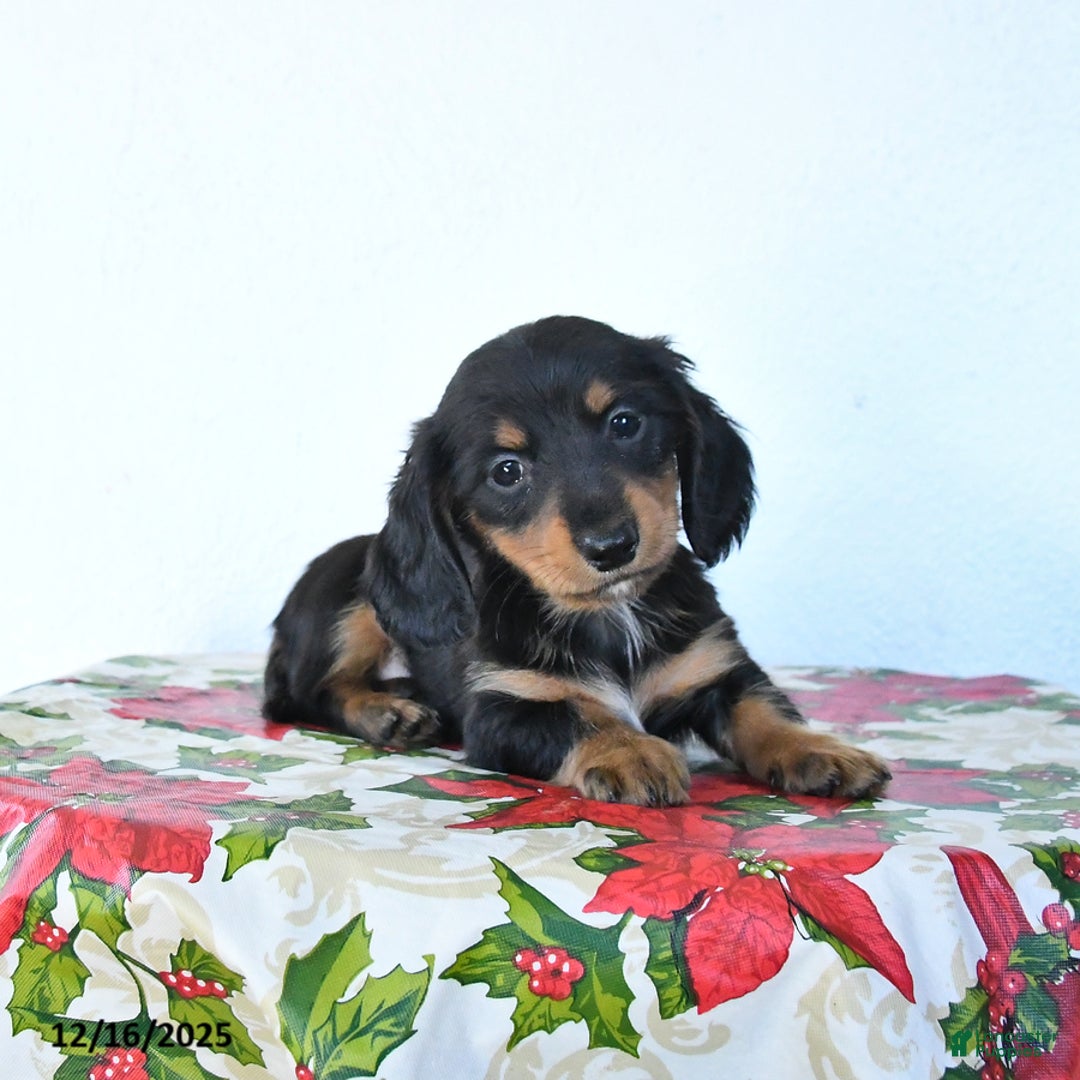 Miniature Dachshund dogs for sale: Bear - Ad 1