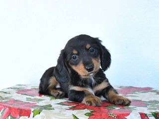 Miniature Dachshund dogs Bear - Ad 4