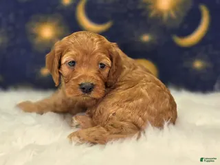 Cockapoo dogs Sundog - Ad 20