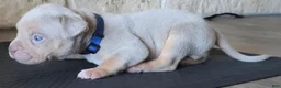 American Bully dogs for sale: Golden - Ad 9