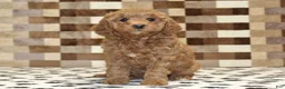 Cavapoo dogs for sale: Olivia - Ad 3