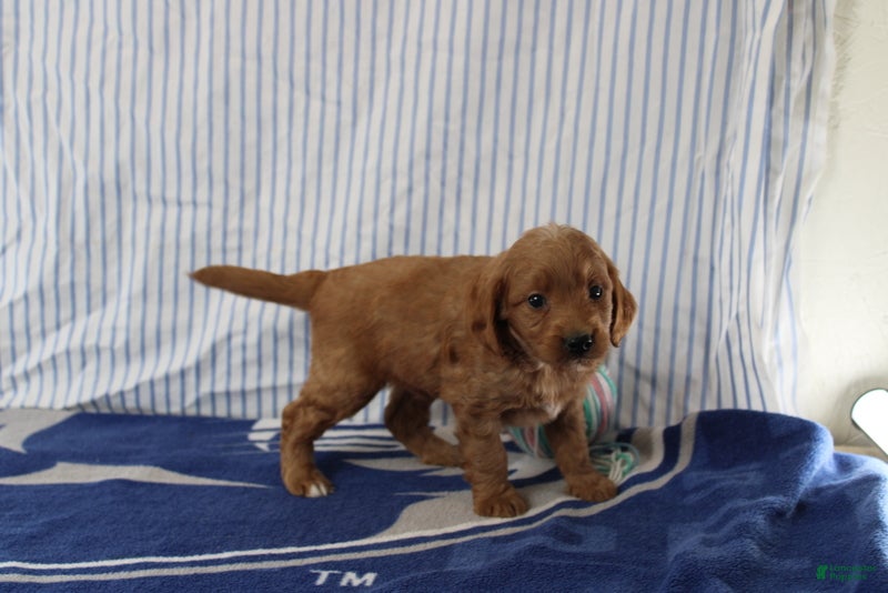 Mini Goldendoodle dogs Max - Ad 2