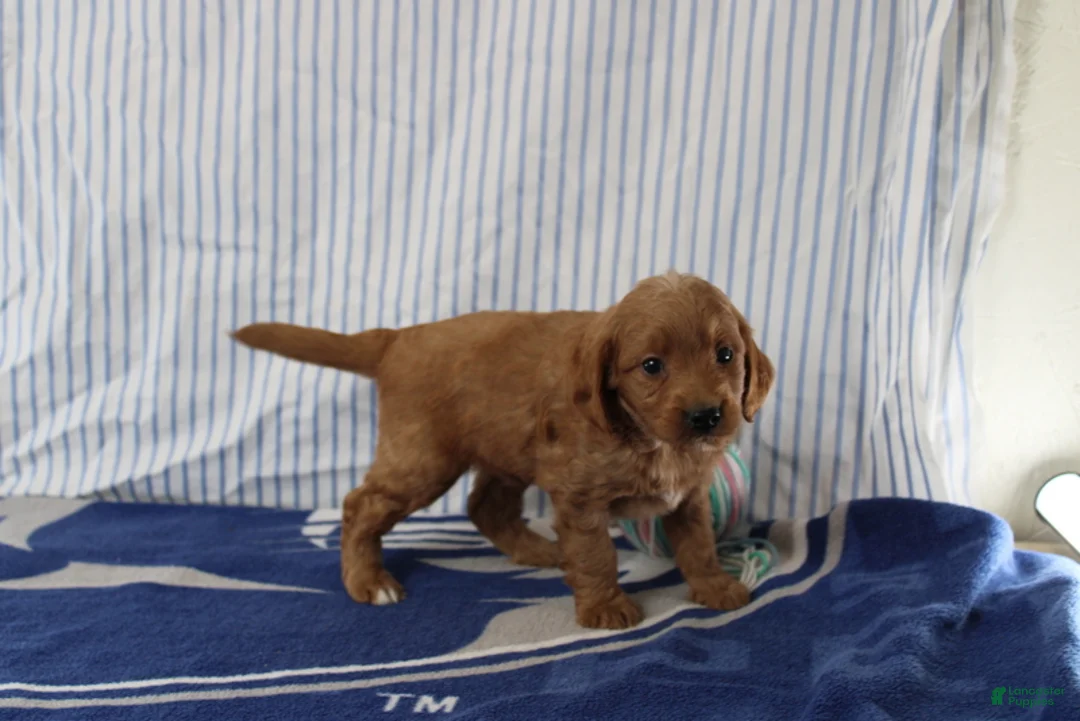 Mini Goldendoodle dogs for sale: Max - Ad 2