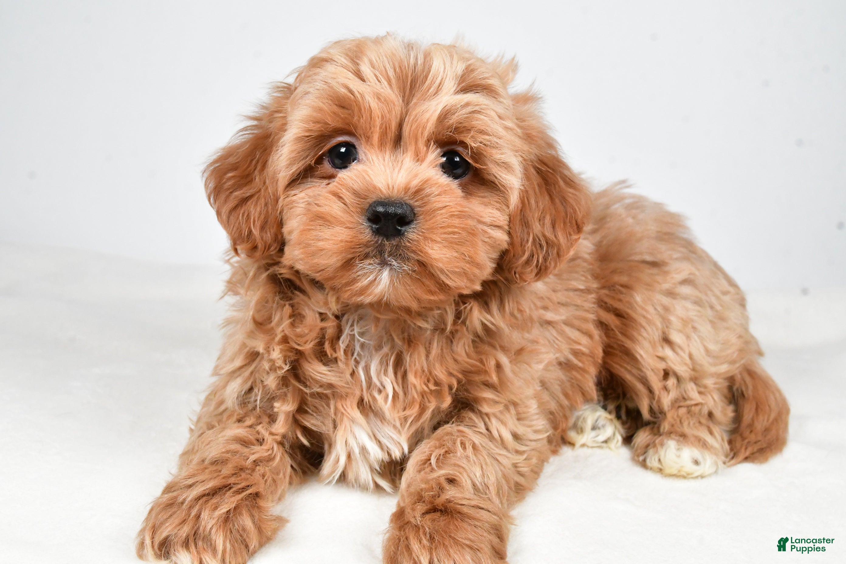 Shihpoo dogs Jagger - Ad 6
