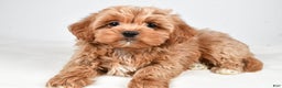Shihpoo dogs for sale: Jagger - Ad 1