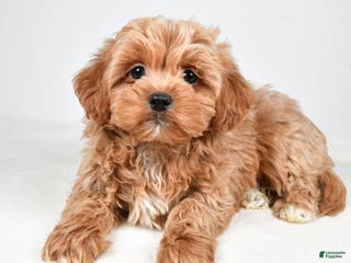 Shihpoo dogs Jagger - Ad 35