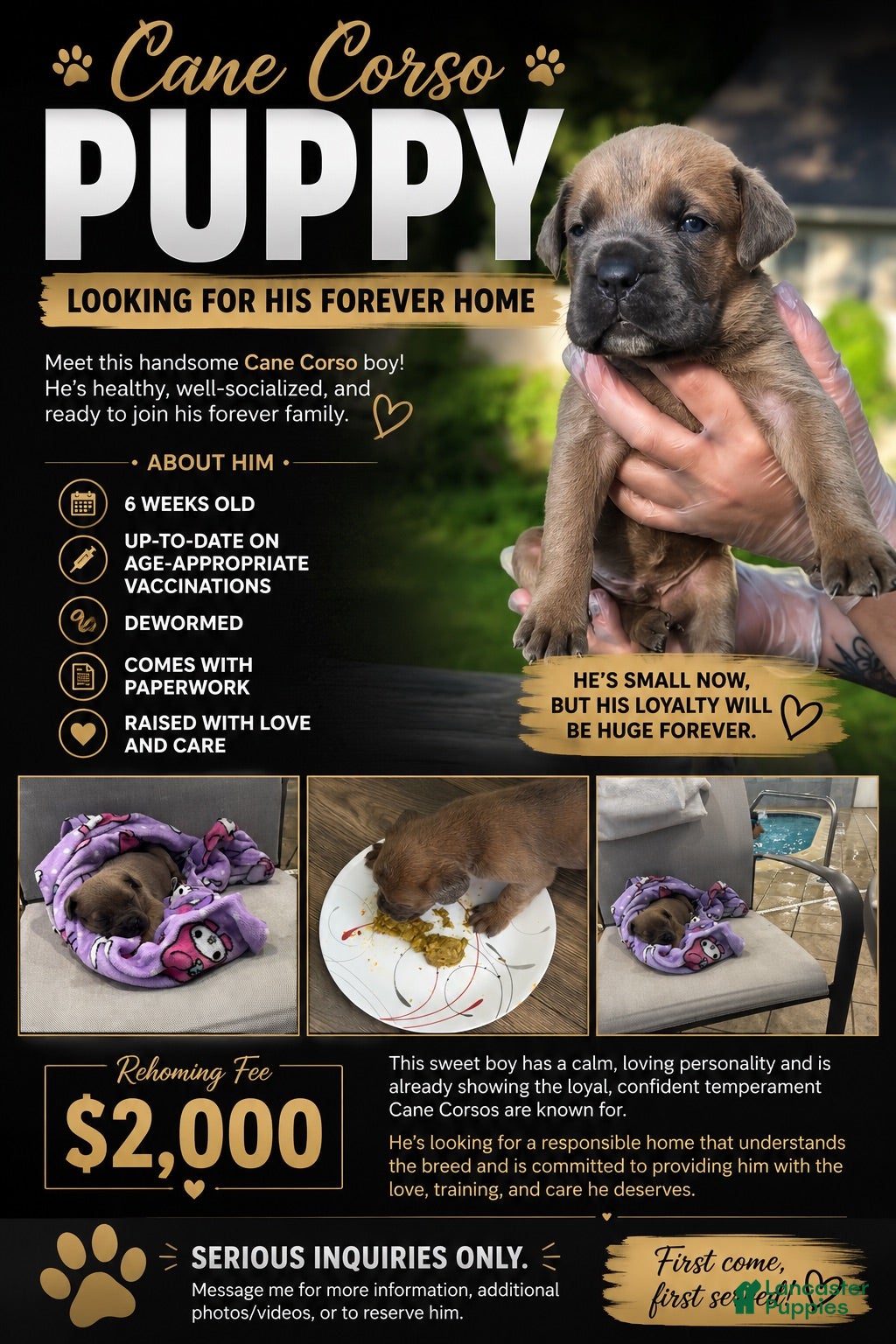 Cane Corso dogs Cane Corso 1 - Ad 37
