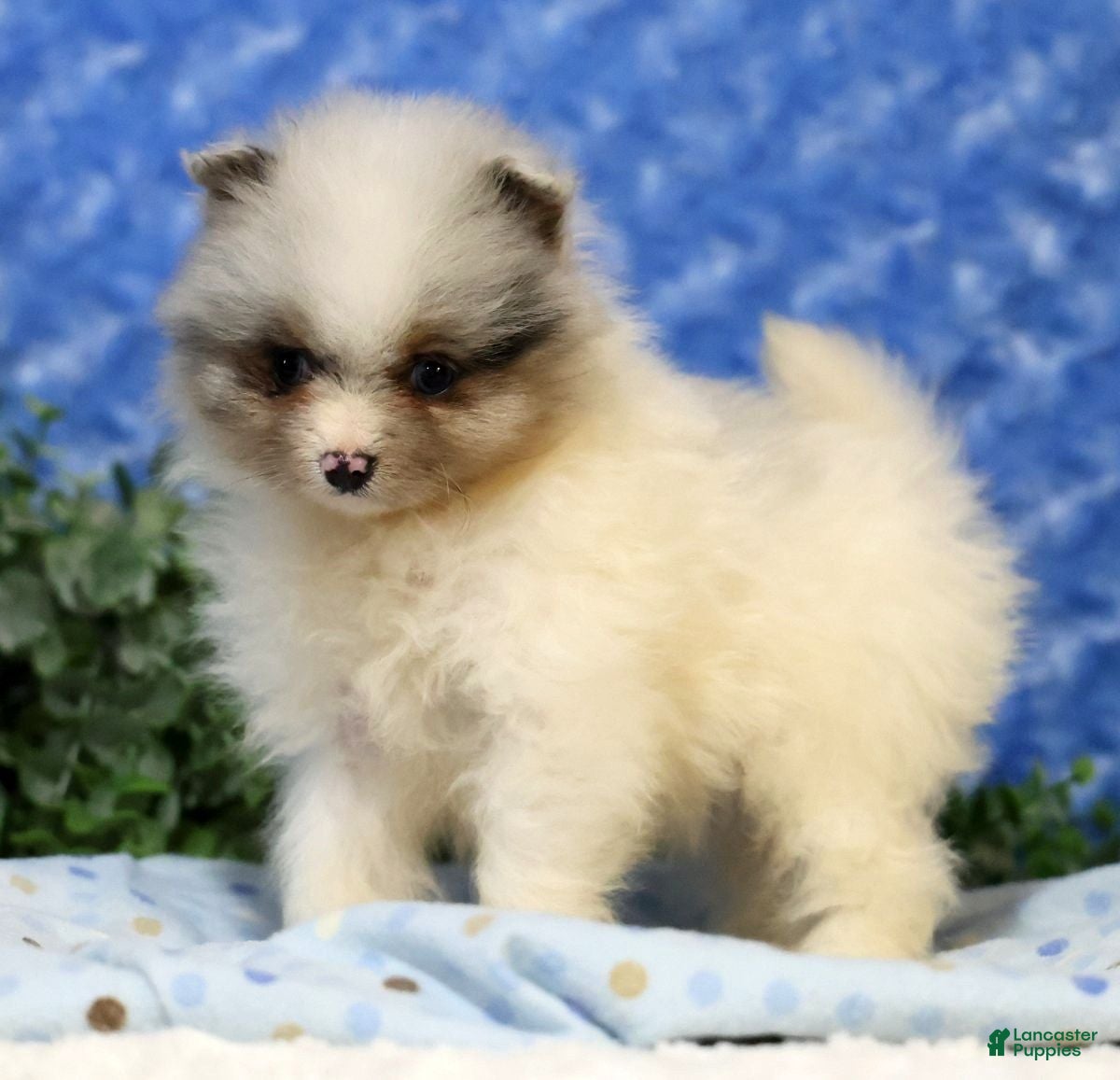 Pomeranian dogs Charlie - Ad 1