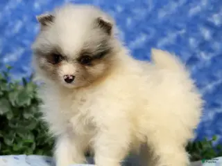 Pomeranian dogs for sale: Charlie - Ad 2