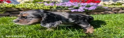 Cocker Spaniel dogs for sale: Amy - Ad 8