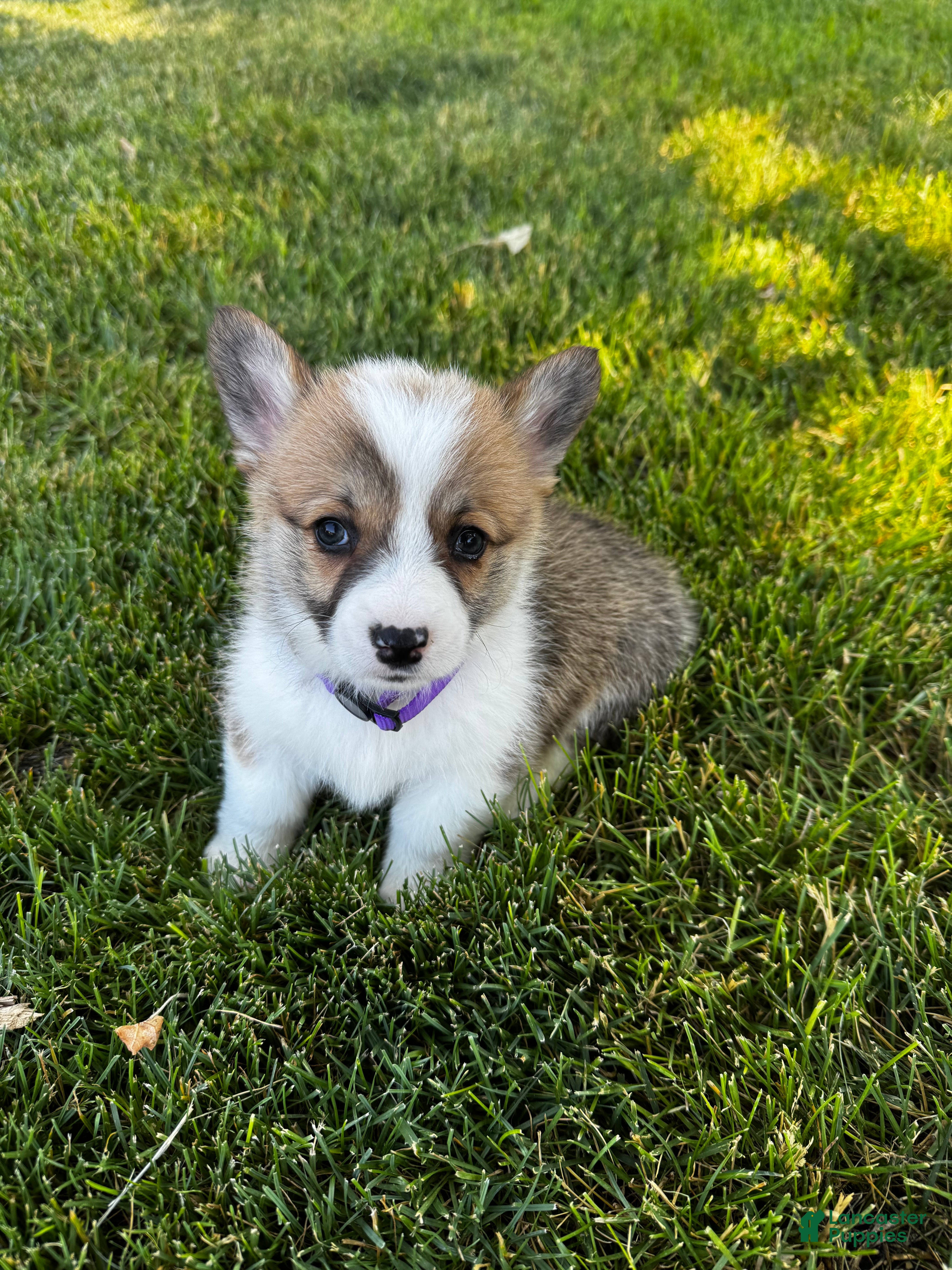 Welsh Corgi Pembroke dogs Welsh Corgi Pembroke 3 - Ad 11