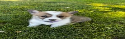 Welsh Corgi Pembroke dogs for sale: Welsh Corgi Pembroke 3 - Ad 1