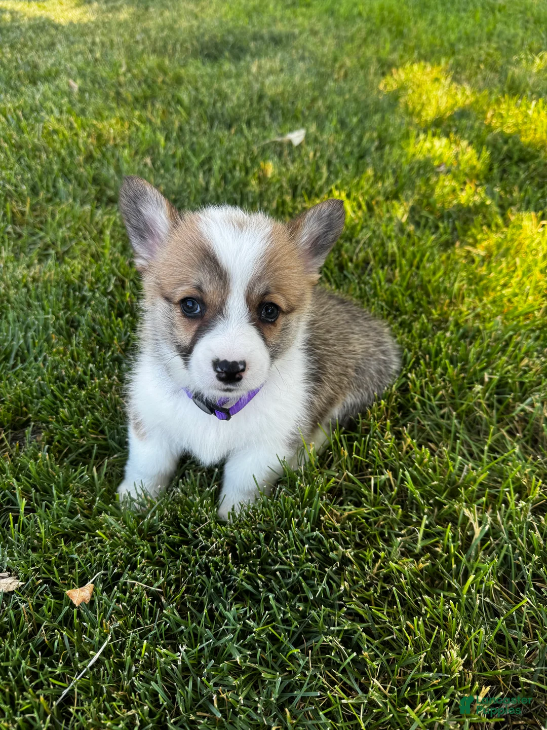 Welsh Corgi Pembroke dogs for sale: Welsh Corgi Pembroke 3 - Ad 1