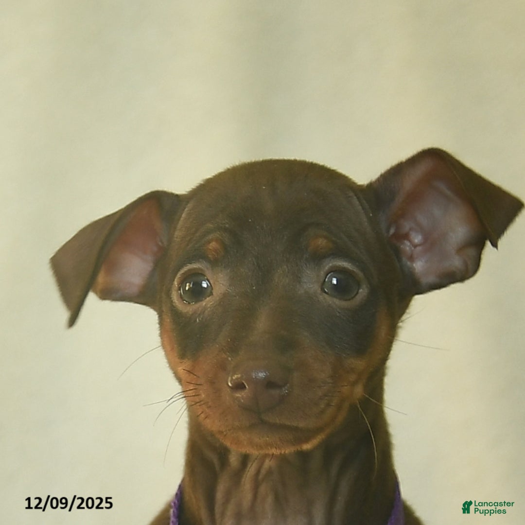 Miniature Pinscher dogs for sale: Lisa  - Ad 4
