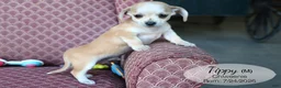 Chiweenie dogs for sale: Tippy - Ad 4
