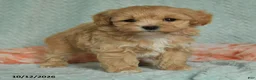 Maltipoo dogs for sale: Mikey - Ad 4
