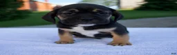 Beabull dogs for sale: Kace - Ad 1