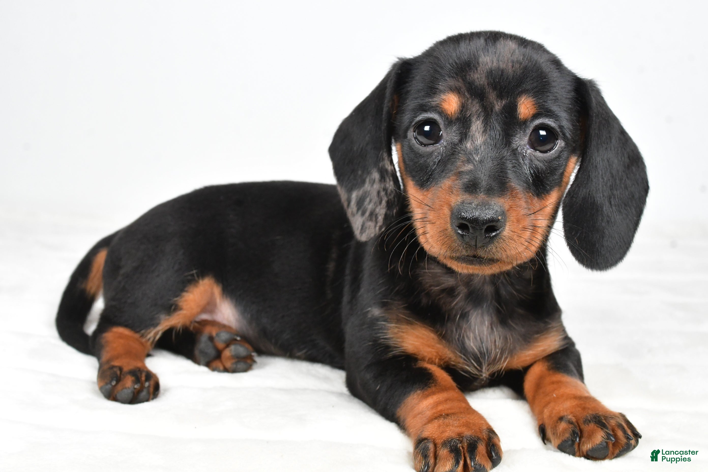 Miniature Dachshund dogs Cassandra - Ad 31