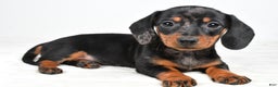 Miniature Dachshund dogs for sale: Cassandra - Ad 1