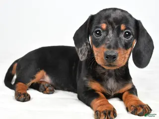 Miniature Dachshund dogs Cassandra - Ad 42