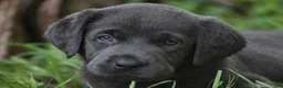 Labrador Retriever dogs for sale: Star - Ad 4