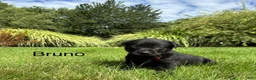 Labrador Retriever dogs for sale: Bruno - Ad 7