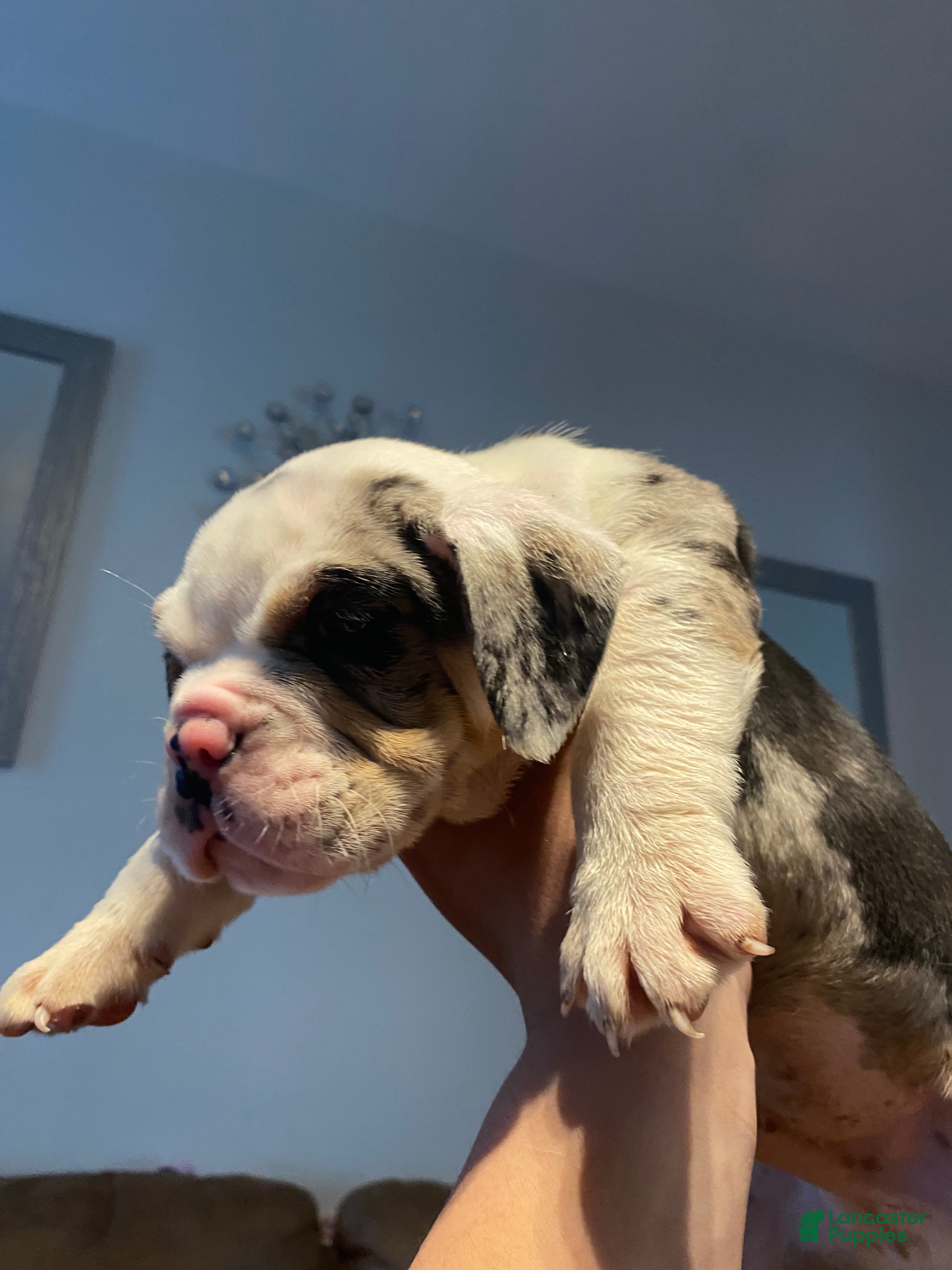 Beabull dogs Pluto  - Ad 12