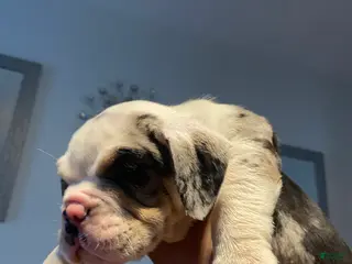 Beabull dogs Pluto - Ad 12