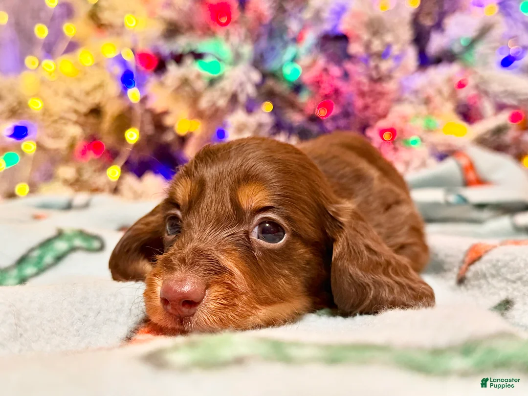 Dachshund dogs for sale: Chocolate mini long coat - Ad 21