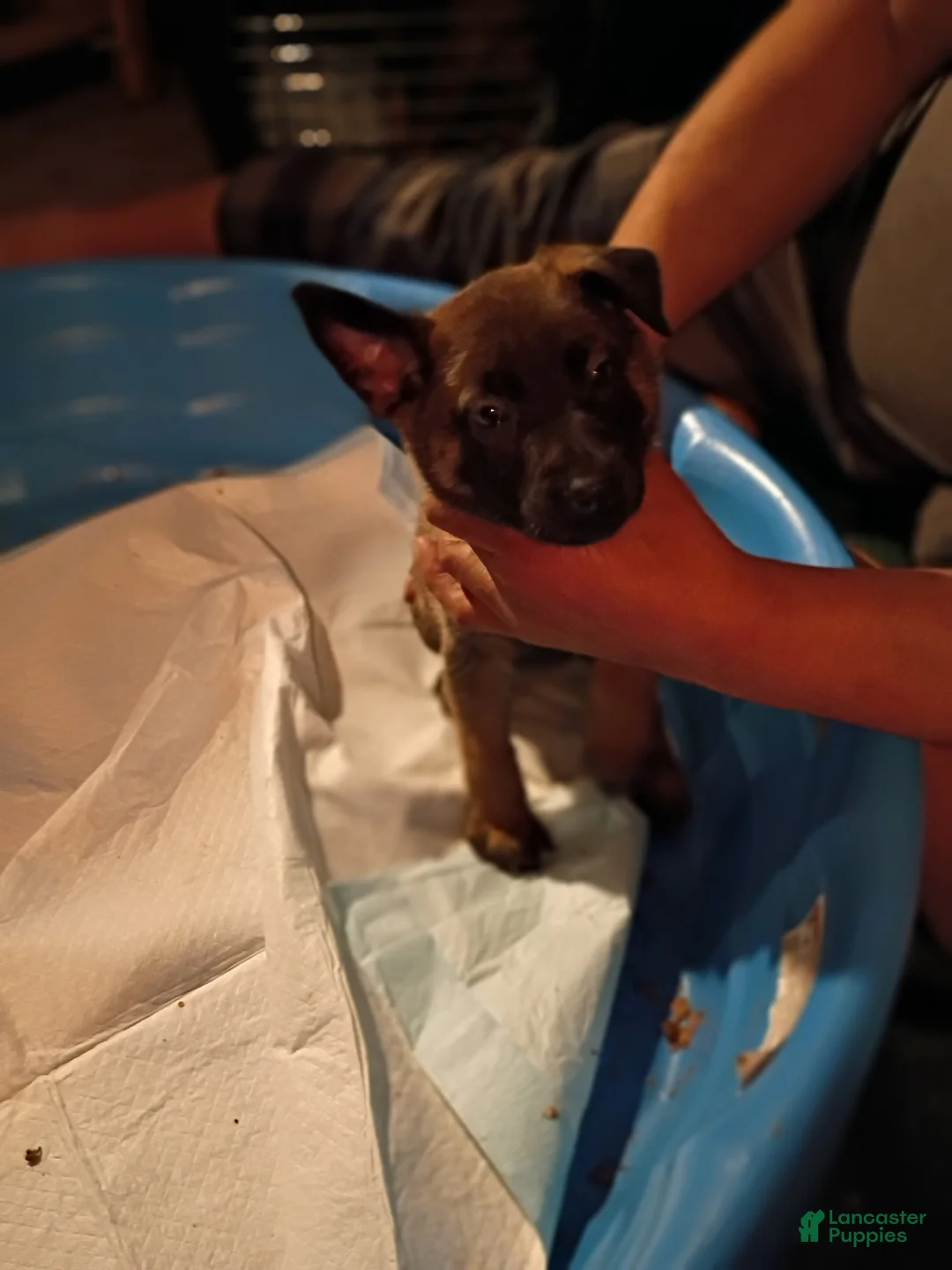 Mixed Breed dogs for sale: Mixed Breed 6 - Ad 1