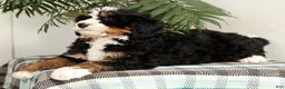 Mini Bernedoodle dogs for sale: Bingo - Ad 6