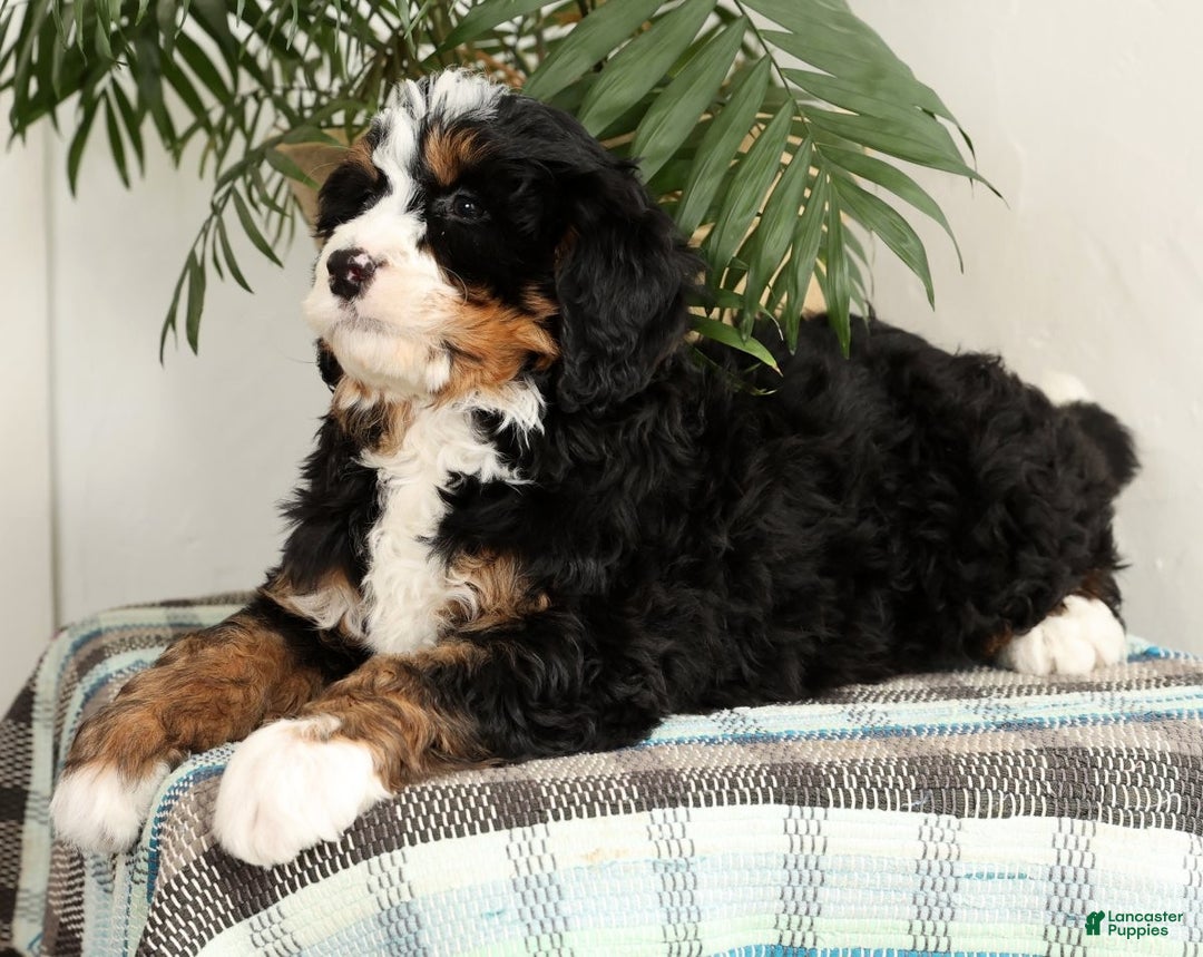 Mini Bernedoodle dogs for sale: Bingo - Ad 6