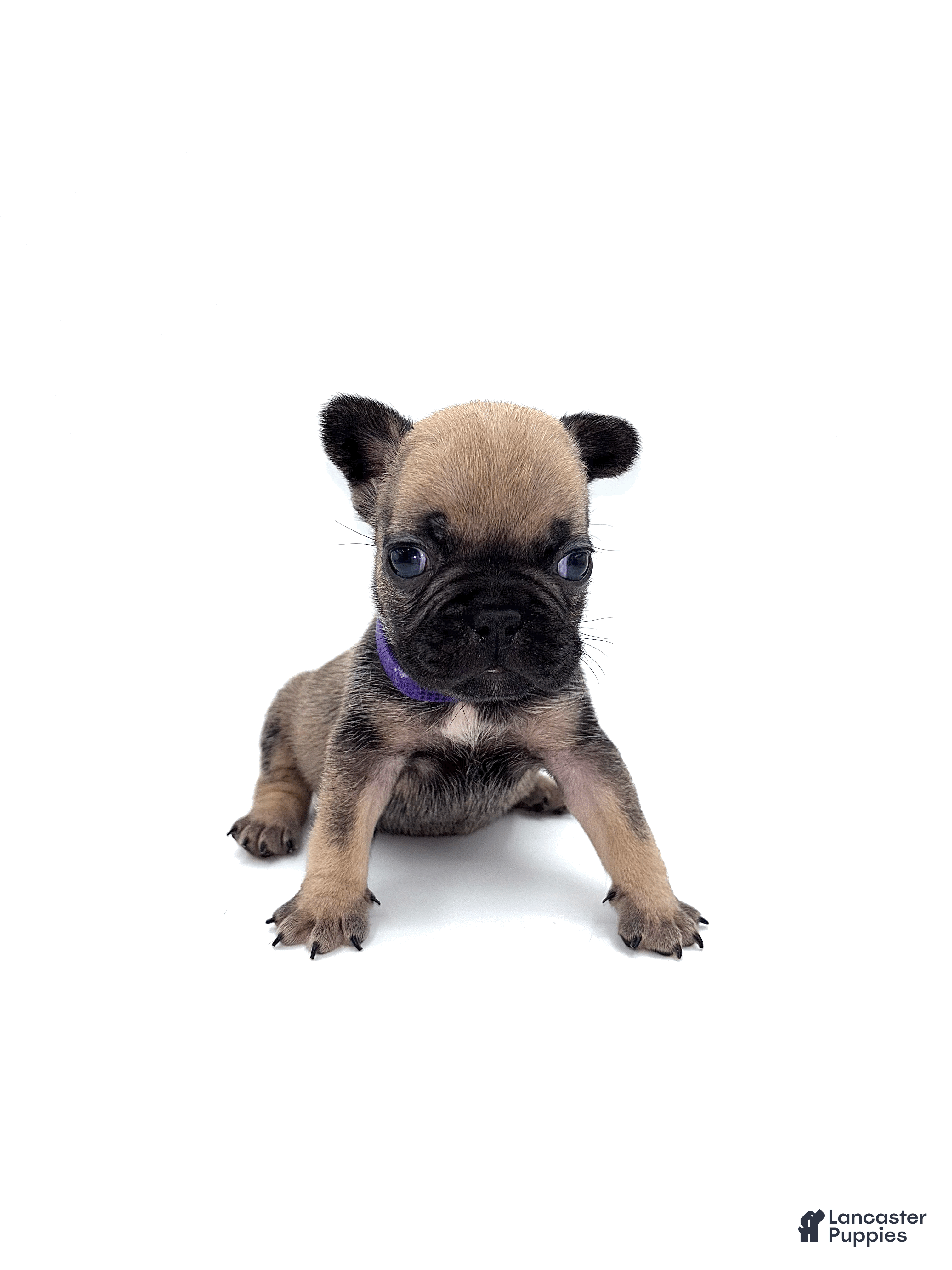 French Bulldog dogs French Bulldog Puppy 7 - Ad 16