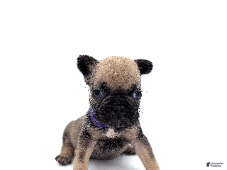 French Bulldog dogs French Bulldog Puppy 7 - Ad 36