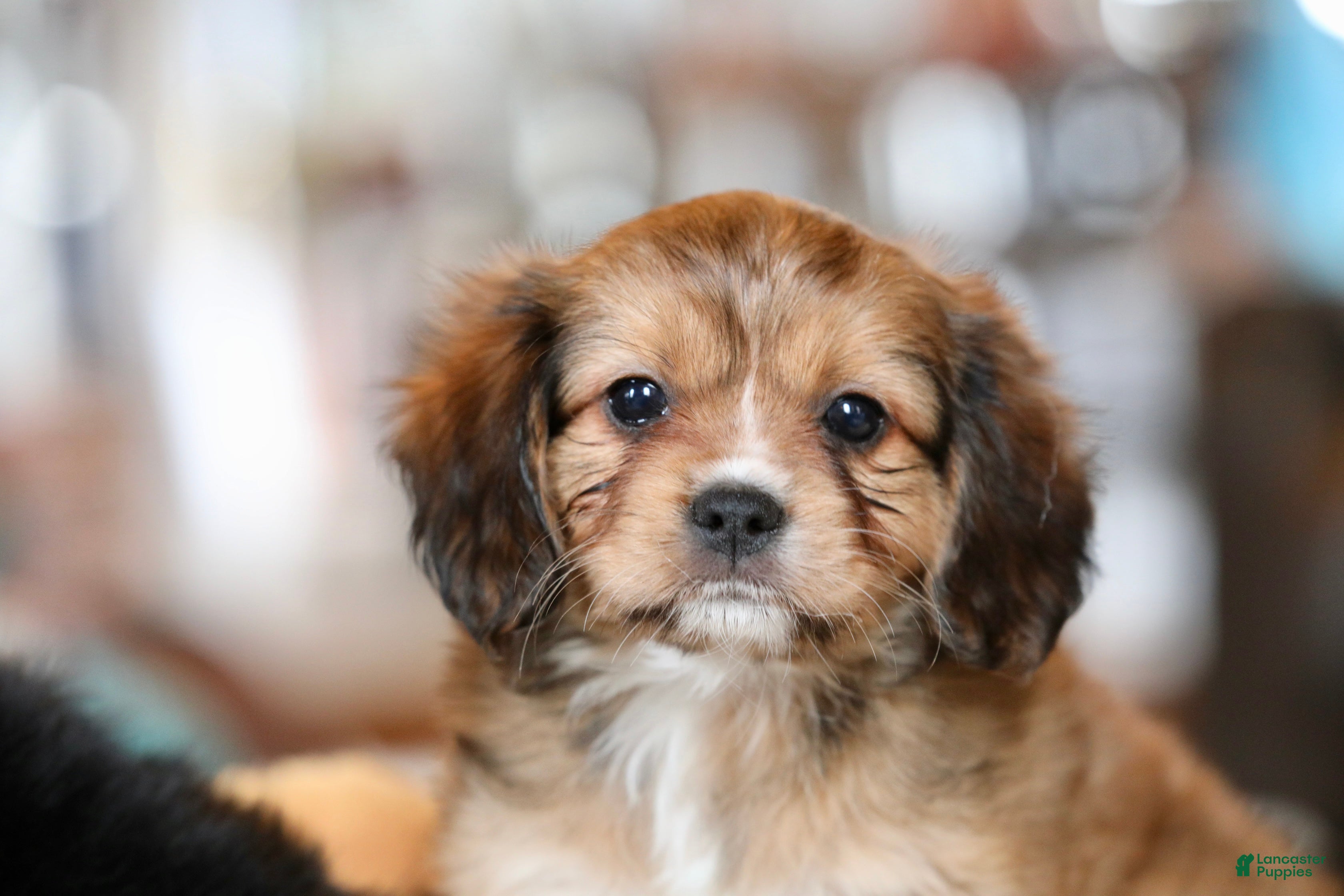 Mixed Breed dogs Cavalon Sparkle - Ad 2